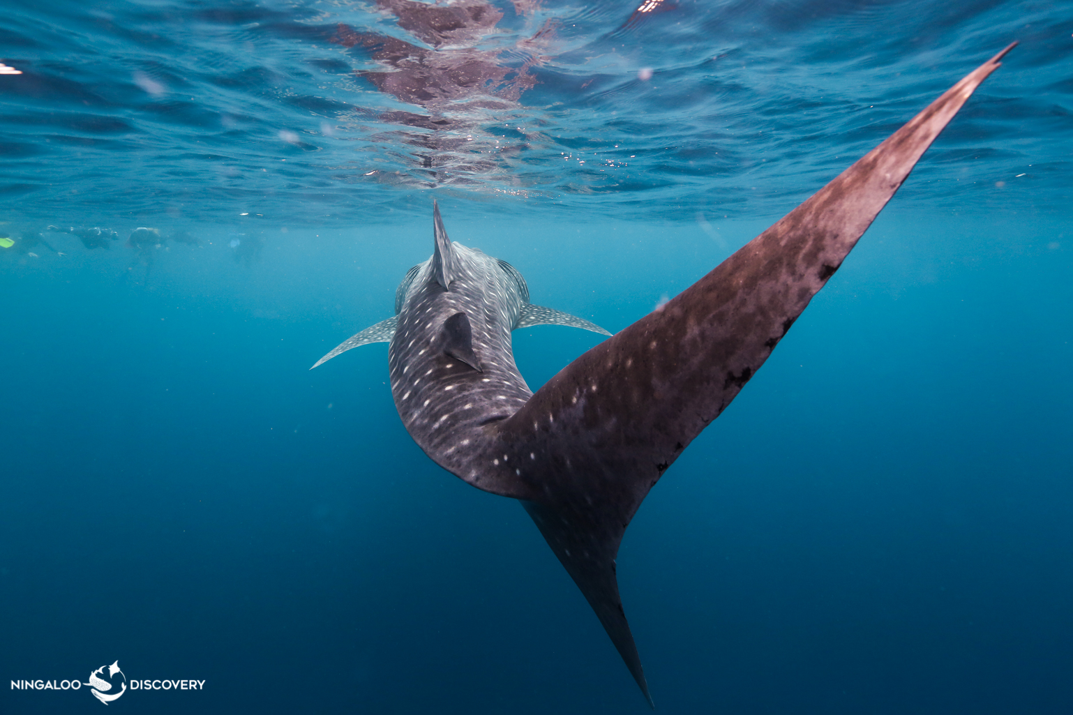 Nager avec les requinsbaleines en Australie Ouverture Monde — free download